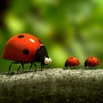 Image for the Nature programme "Minuscule: The Private Life of Insects"