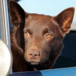 Image for the Film programme "Red Dog"