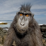Image for episode "Meet the Monkeys" from Nature programme "Natural World"
