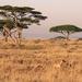 Image for Serengeti