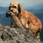 Image for the Film programme "Benji: The Hunted"