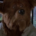 Image for The Country Bears