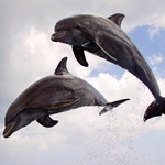 Image for the Nature programme "Dolphins: Spy in the Pod"