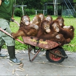 Image for the Nature programme "Orangutan Diary"