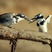 Image for The Life of Birds