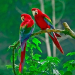 Image for the Nature programme "Birds of Paradise"
