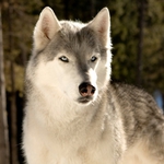 Image for the Film programme "The Call of the Wild: Dog of the Yukon"