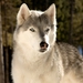 Image for The Call of the Wild: Dog of the Yukon