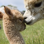 Image for the Entertainment programme "It's an Alpaca!"