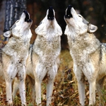 Image for the Film programme "Cry of the Black Wolves"