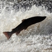 Image for Fishing Road Trip USA
