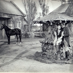 Image for the Film programme "Black Beauty"