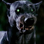 Image for the Film programme "Zoltan, Hound of Dracula"