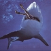 Image for Malibu Shark Attack