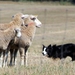 Image for Farpaisean Chon-Chaorach (Sheepdog Trials)