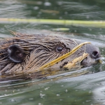 Image for episode "Beavers Behaving Badly" from Nature programme "Natural World"