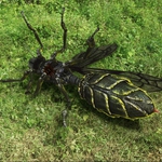 Image for the Film programme "Dragon Wasps"