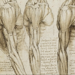 Image for the Scientific Documentary programme "The Beauty of Anatomy"
