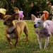 Image for Beverly Hills Chihuahua 2