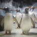 Image for Penguins on a Plane: Great Animal Moves