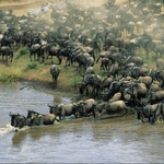 Image for the Nature programme "Trek: Spy on the Wildebeest"