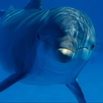 Image for the Documentary programme "Dolphins"