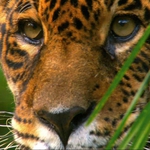 Image for the Nature programme "Wild Amazon"