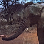 Image for the Film programme "An Elephant Called Slowly"