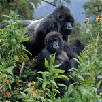 Image for the Nature programme "Kingdom of the Apes"