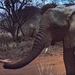 Image for An Elephant Called Slowly
