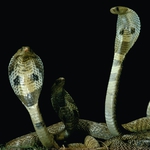 Image for the Nature programme "Fear of Snakes"
