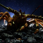 Image for the Nature programme "Monster Lobster"