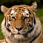 Image for the Nature programme "Killer Tigers"