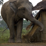 Image for the Nature programme "Killer Elephants"