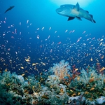 Image for the Nature programme "Kingdom of the Oceans"