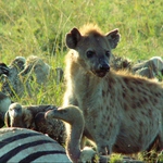 Image for the Documentary programme "The Real Serengeti"