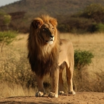 Image for the Nature programme "Big Cats of the Timbavati"