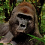 Image for the Nature programme "Wild Congo"