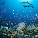 Image for the Nature programme "Kingdom of the Ocean"