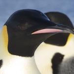 Image for the Nature programme "Wild Antarctica: Emperor Penguins"
