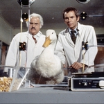 Image for the Film programme "The Million Dollar Duck"