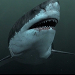 Image for the Drama programme "Megalodon: The Monster Shark Lives"