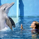 Image for the Film programme "Dolphin Tale 2"