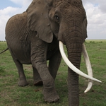 Image for the Nature programme "Echo and the Elephants of Amboseli"