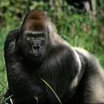 Image for the Nature programme "Gorilla School"