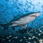 Image for the Nature programme "Shark"
