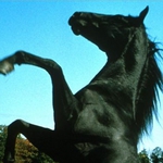 Image for the Film programme "Black Beauty: The Legend Continues"