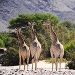 Image for the Nature programme "Wild Planet"