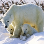 Image for the Nature programme "Animal Super Parents"