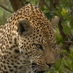 Image for the Nature programme "Africa's Super Seven"